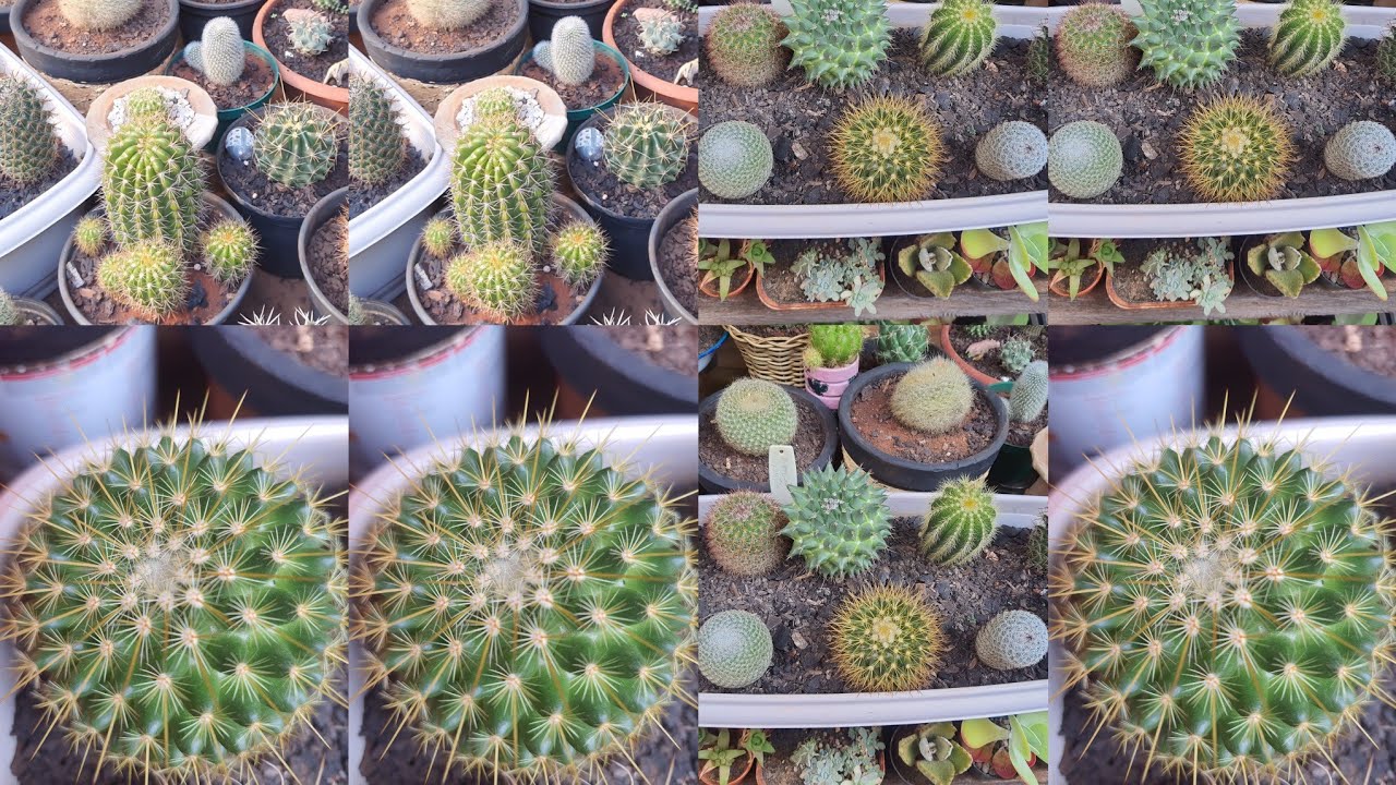Flor de Cactos: 