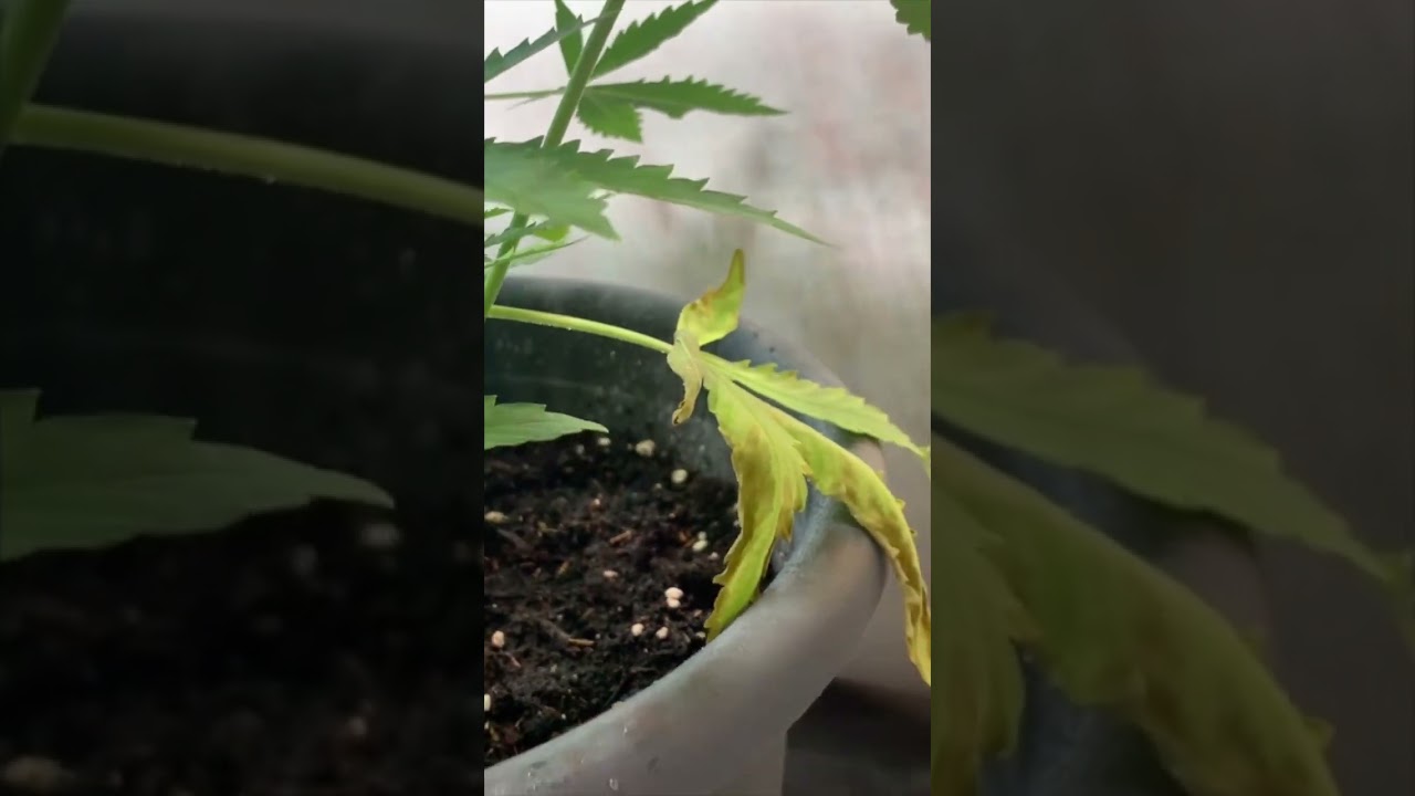 Day 38 - Water, Prune, and Style! 🌿💧✂️ #homegrow #plantcare #weedcommunity