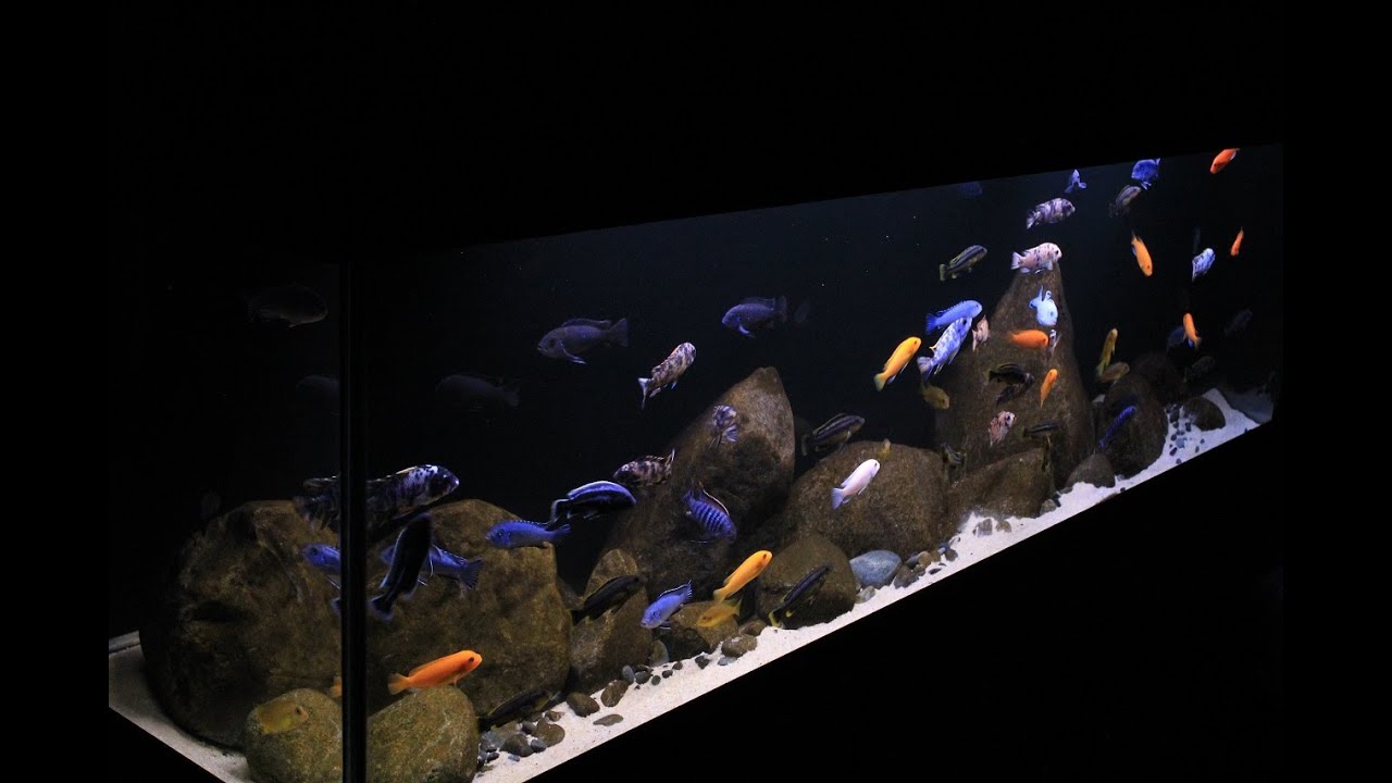 Lake Malawi Display Aquarium- 125 Gallon Aggressive Mbuna