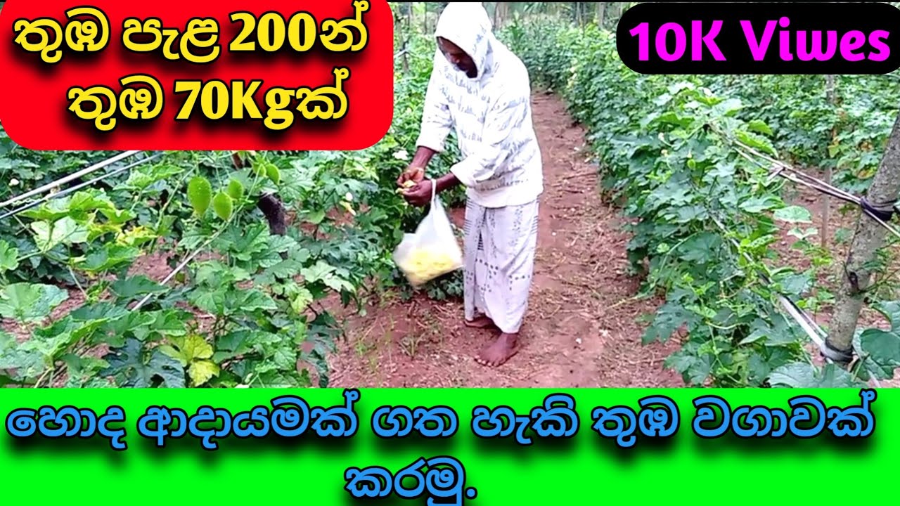 සාර්ථක තුඹ වගාවක් කරන ආකාරය | තුඹ කරවිල වගාව මුල සිට අග දක්වා සියලු උපදෙස් | Thuba Karavila