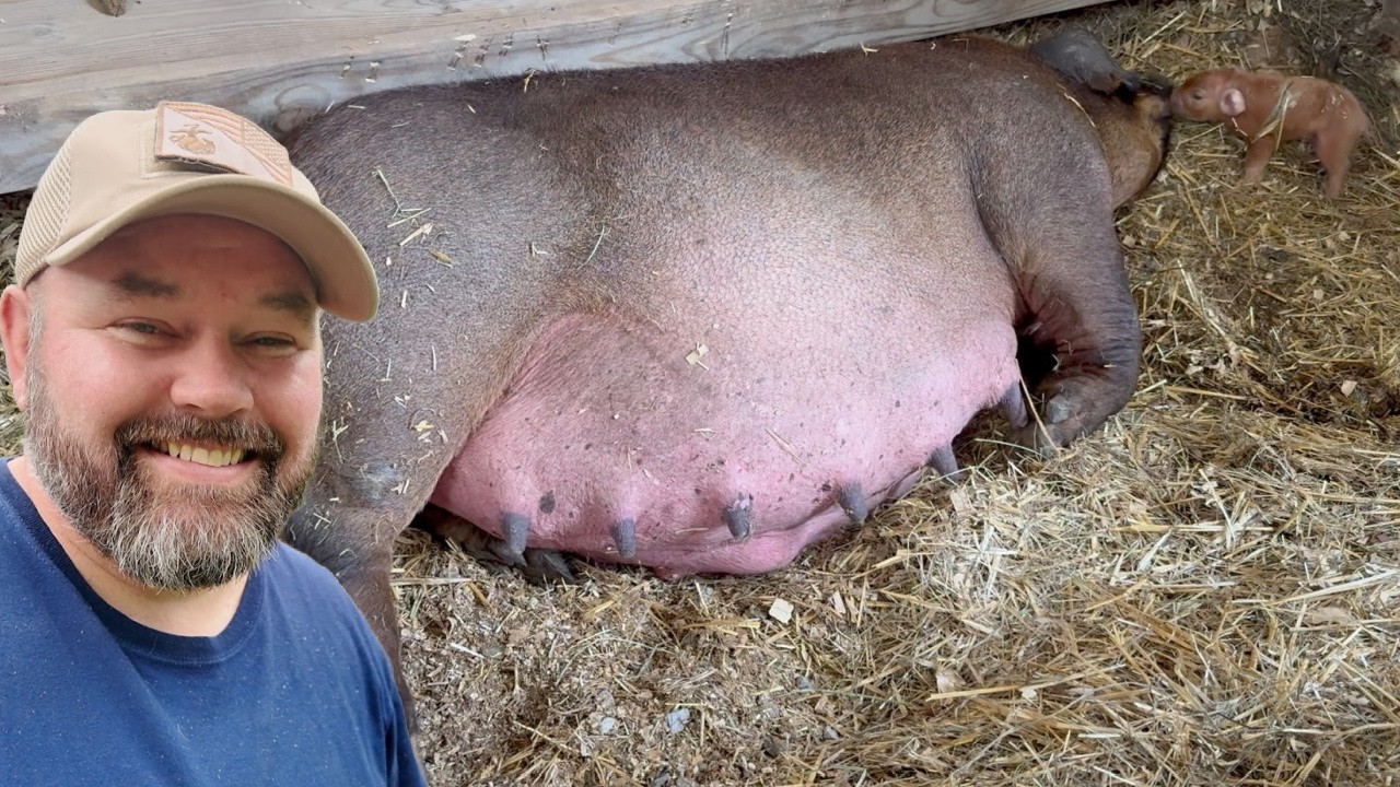 They Just KEPT Coming - Shocking Piglet Birth Caught On Camera!