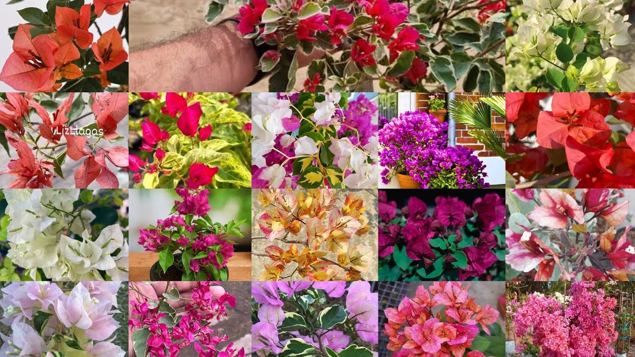 മറ്റെവിടെയും കിട്ടാത്ത വിലക്കുറവില്‍ toprare bougainvillea plants 7️⃣0️⃣ രൂപ മുതല്‍, 200+verities 😍😍
