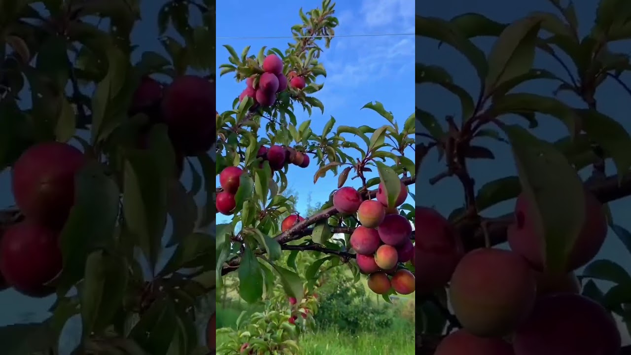Plum harvest #shorts #shortsfeed #plum #harvest #4knature