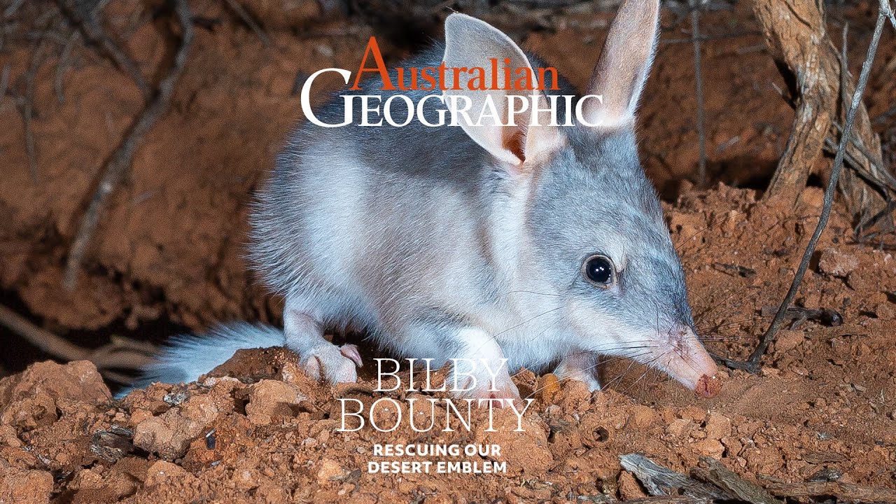 Issue #179 OUT NOW - Bilby Bounty: Rescuing Australia's desert emblem