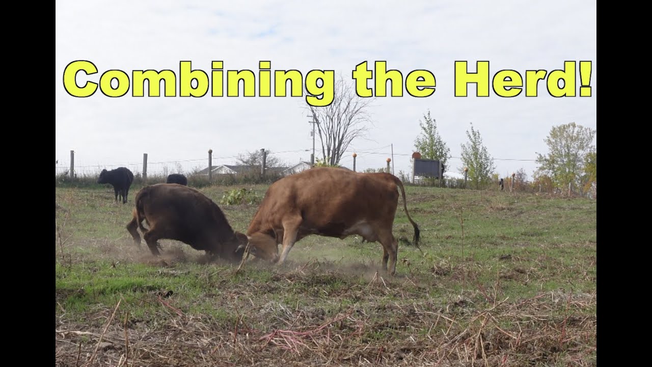 Combining the Dexter Cattle Herd establishing their Hierarchy and Halter Breaking Calves!