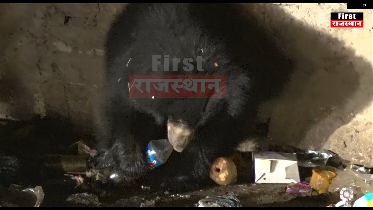 माउंट आबू में कोल्ड ड्रिंक का शौकीन भालू, आप भी देखिये पूरा वीडियो