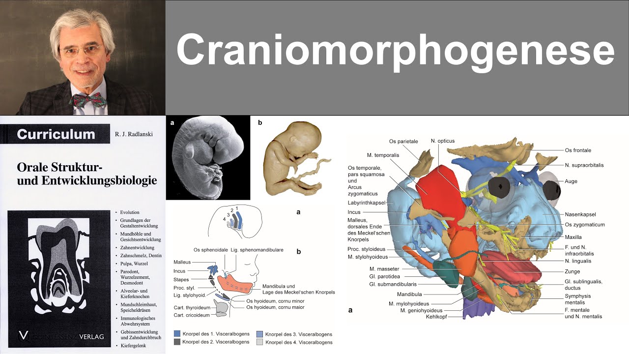 4 Craniomorphogenese