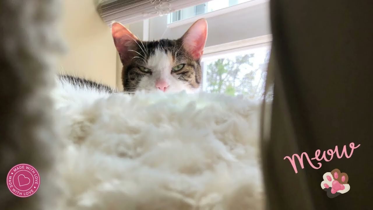 Sleepy Paws! Perfect for cuddling with your cat or simply enjoying a peaceful moment together!