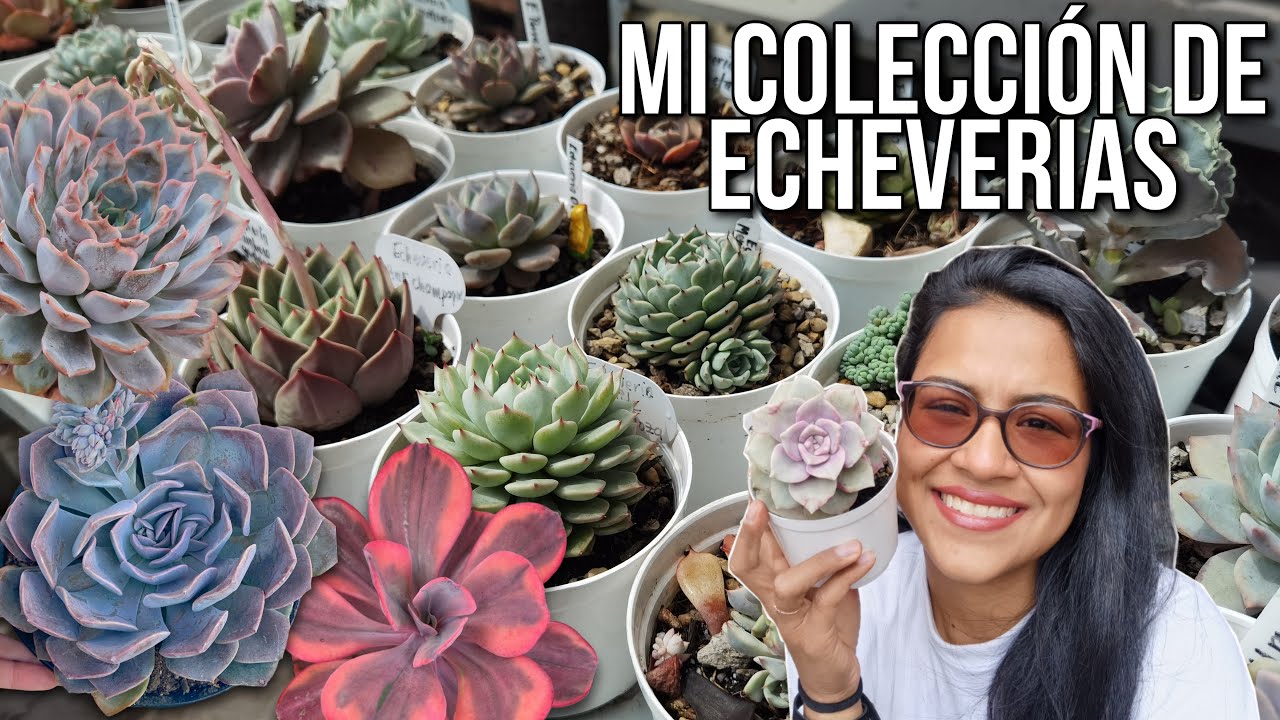 MI COLECCIÓN DE SUCULENTAS: 17 Echeverias identificadas + cuidados 🌱 | Jardines by Angie