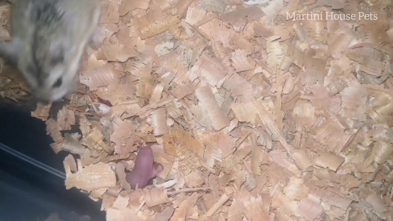 Roborovski Hamsters Giving Birth:Part One