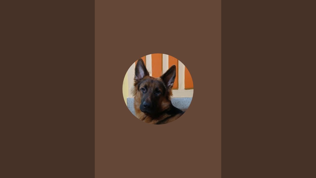 Jack The German Shepherd  is live