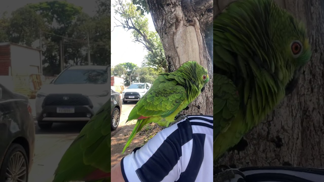 Ele adora conversar com as crianças 👦 ❤️❤️🦜🦜🦜🦜