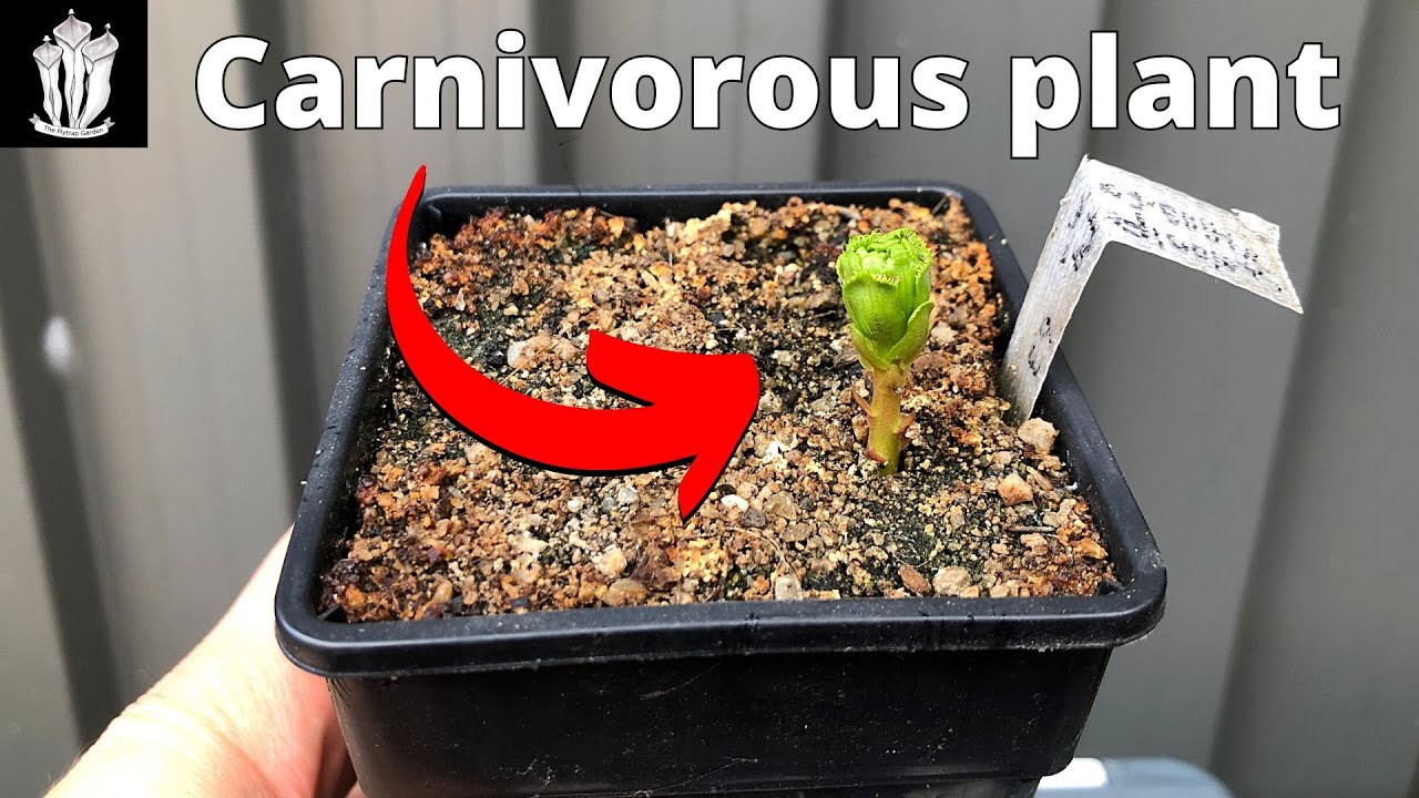 A Short Update on our Carnivorous Plant - Tuberous Sundews