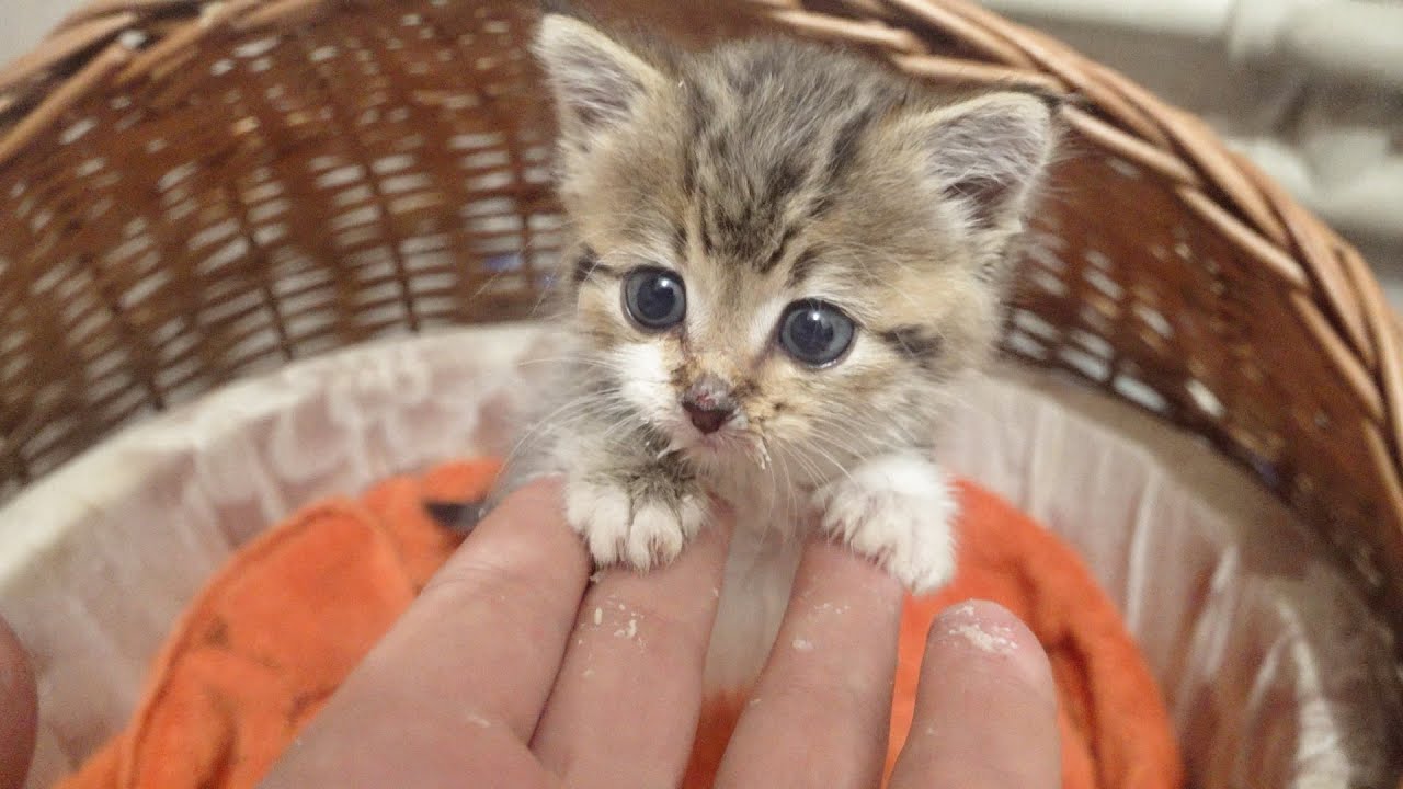 Baby kitten is fluffy angel