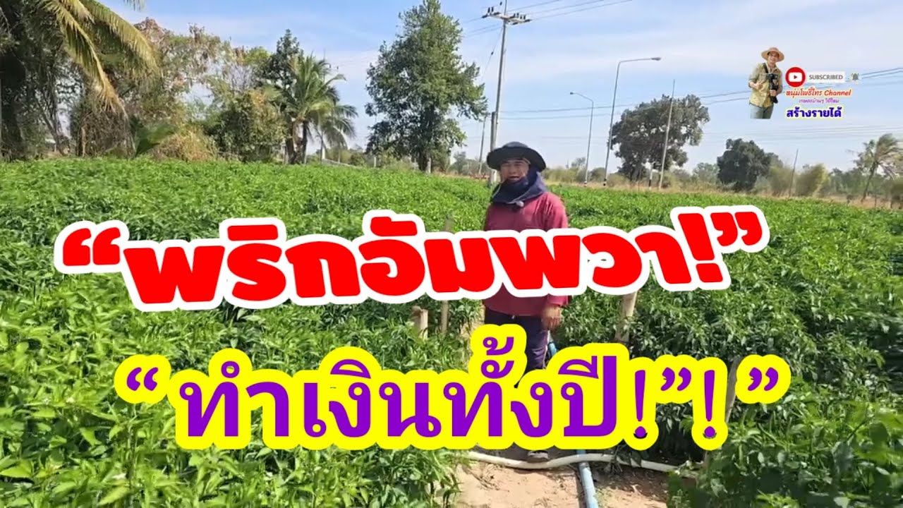 “พริกอัมพวา ทำเงินทั้งปี!”