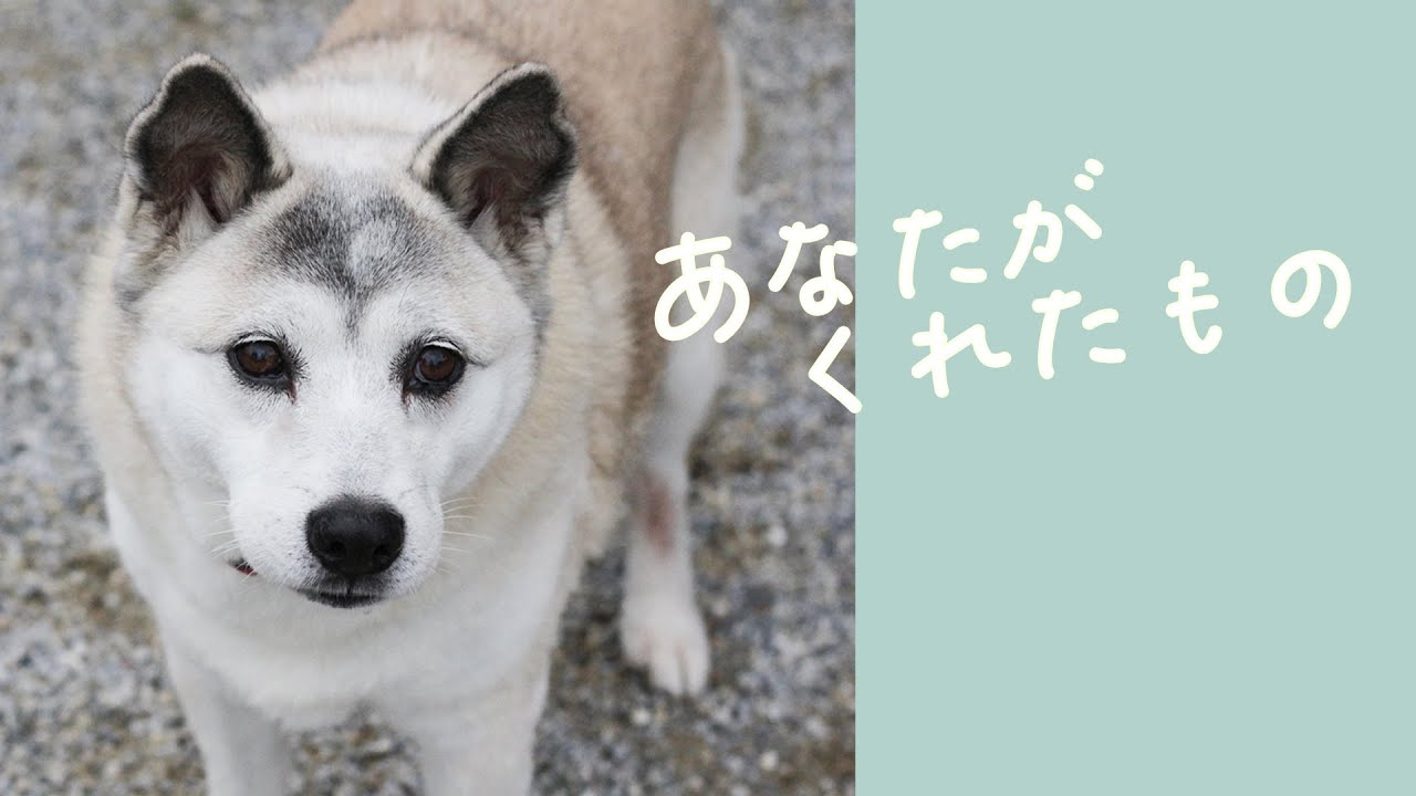 【犬の歌】あなたがくれたもの  - 歌詞付き -