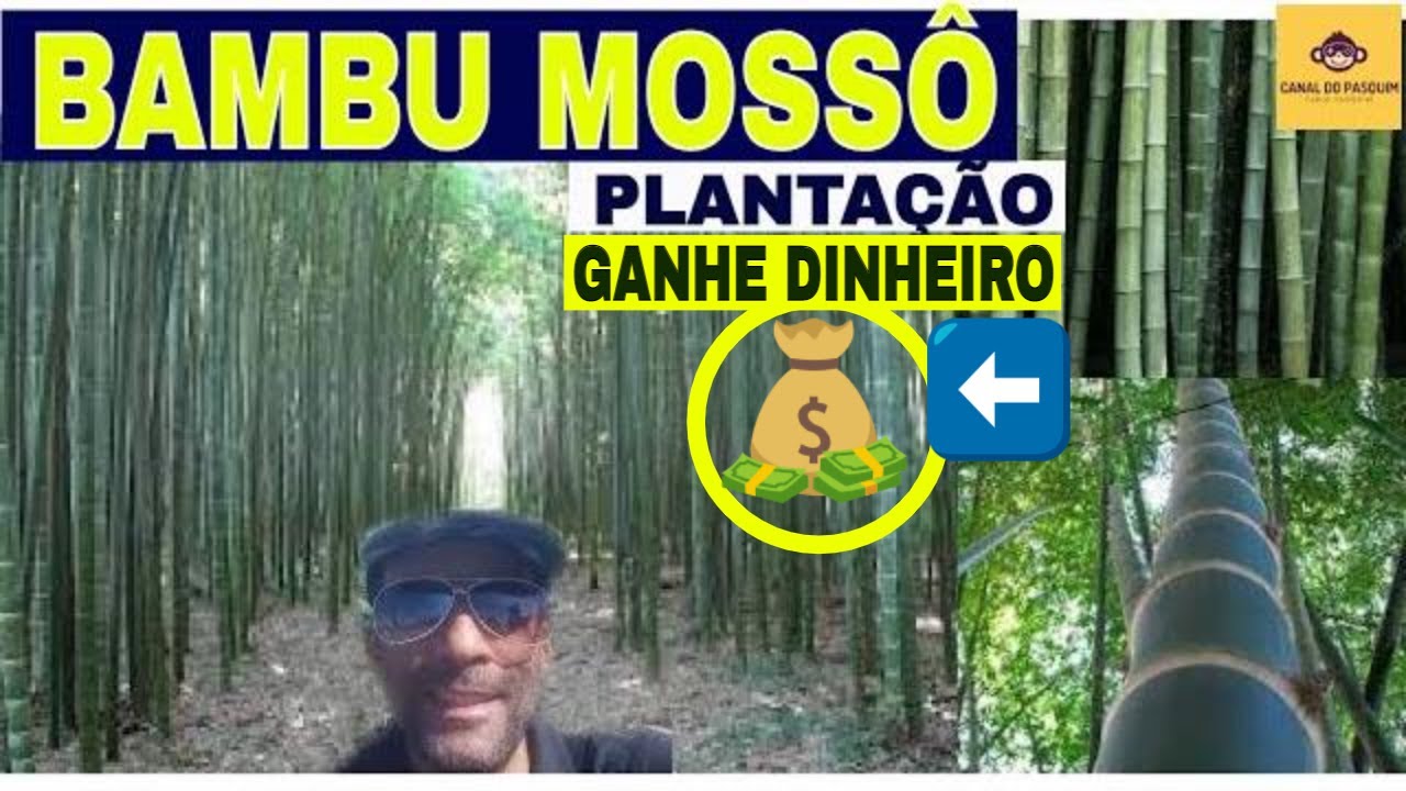 BAMBU MOSSÔ, VISITANDO plantação