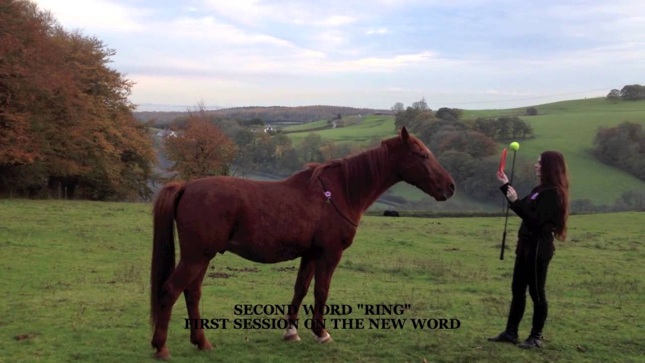 Vocabulary Lessons for Horses