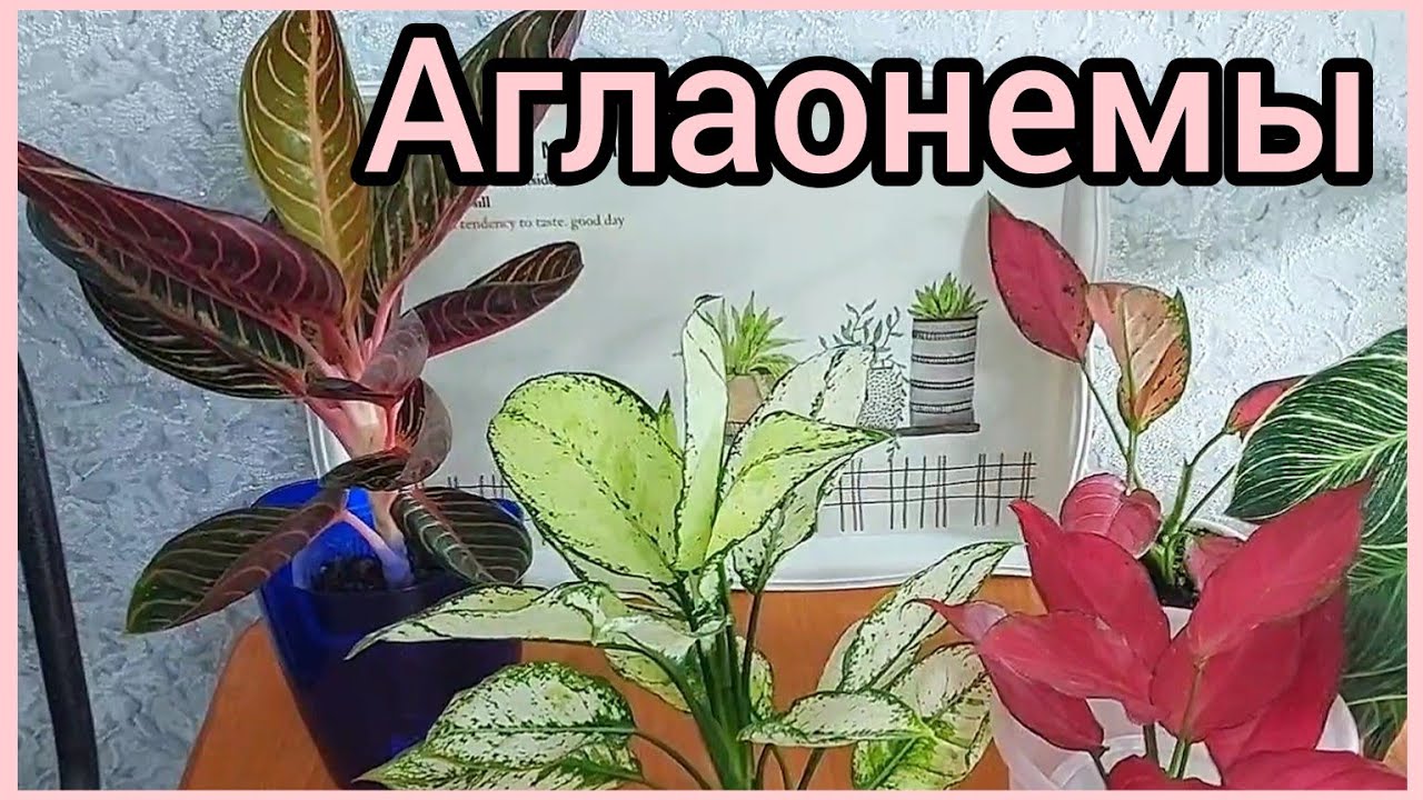 #ответы на #вопросы 🌸Зачем и как омолаживать АГЛАОНЕМЫ🌱 #размножение #укоренение #цветы #растения