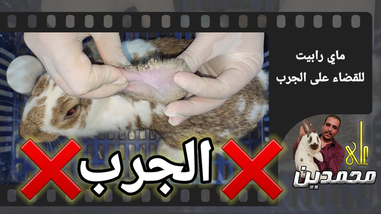 علاج الجرب وتصمغ الاذن والتهاب العرقوب للارانب والاغنام والمواشي.والكلاب