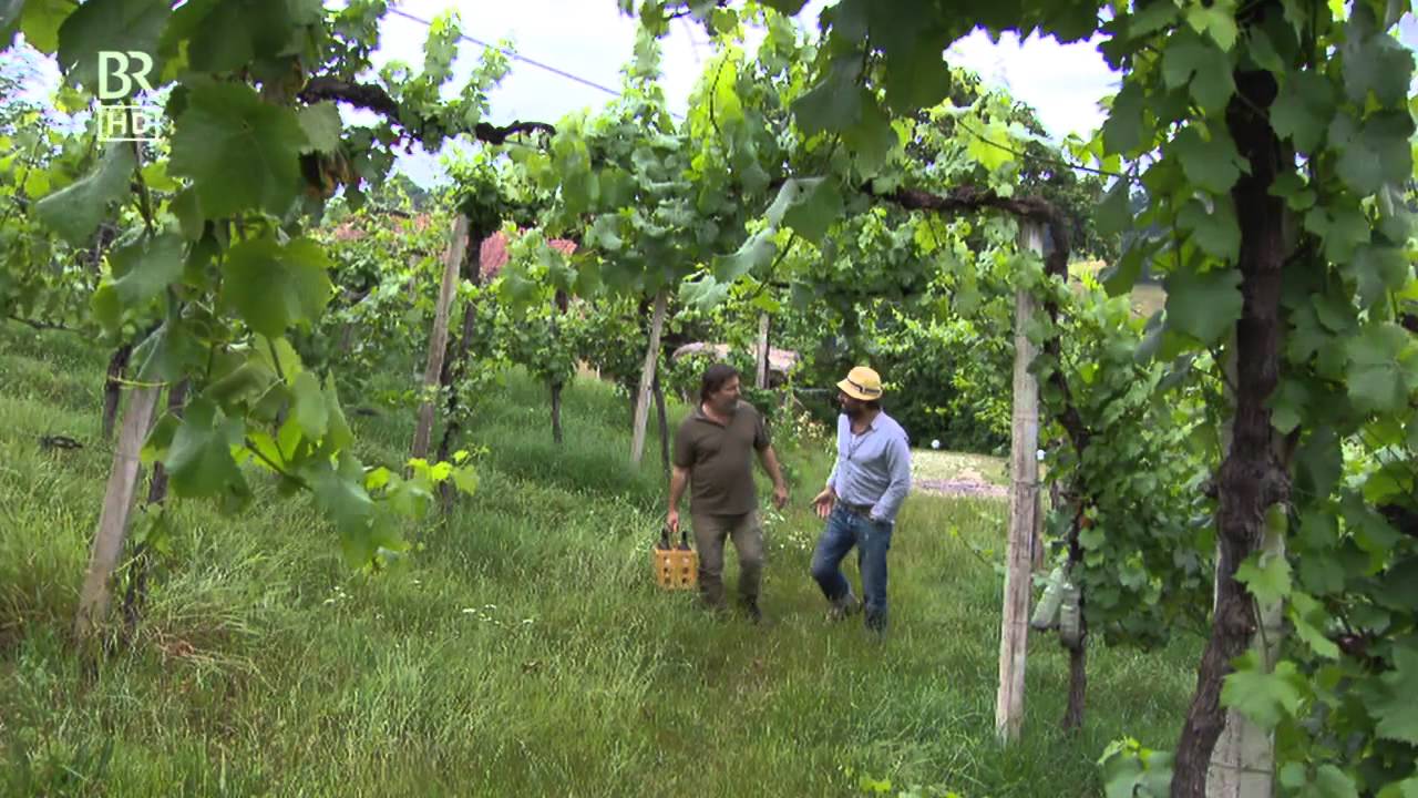 PURESLeben Wohnen im Wein