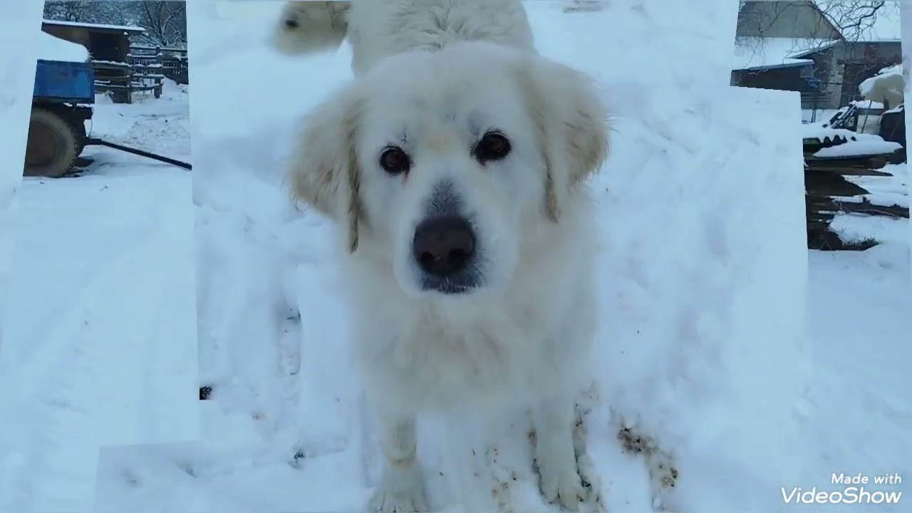 Slovenský čuvač ze Smrčkova dvora 