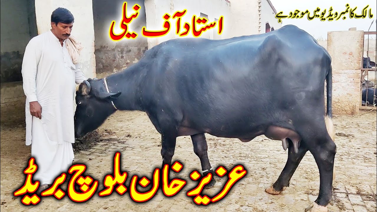 buffalo farming | buffalo farming in Pakistan | buffalo farm in Pakistan | Aziz khan baloch Buffalo
