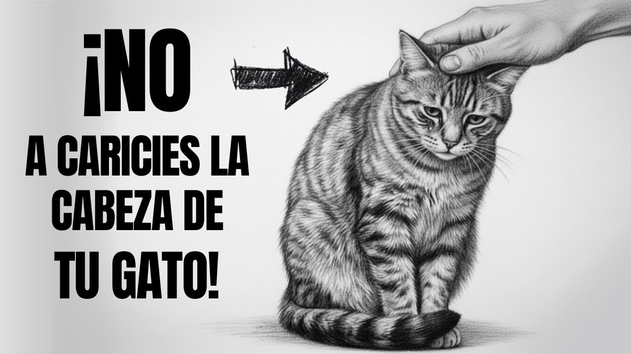 Piénsalo dos veces antes de acariciar la CABEZA de tu GATO