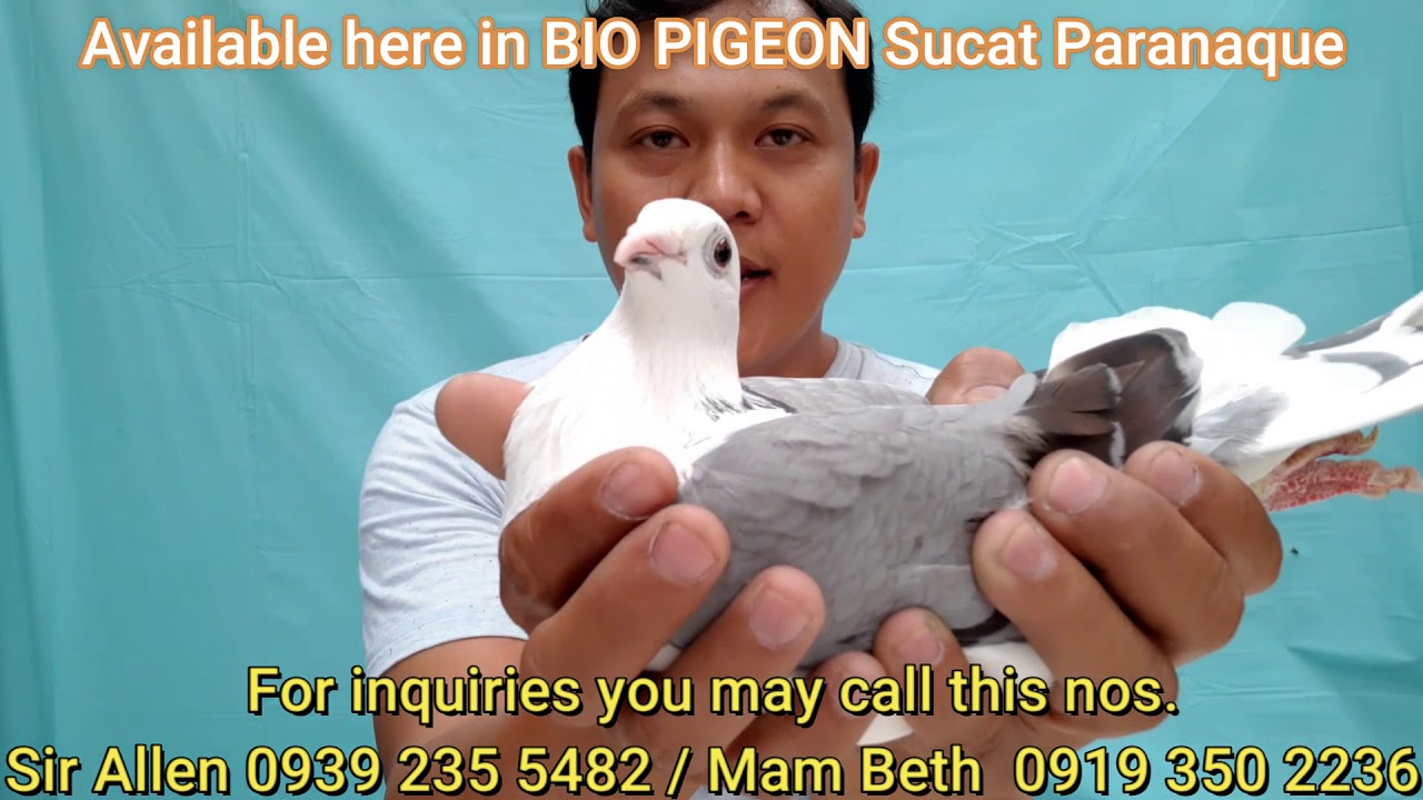 BIO PIGEONS, Pureline racing pigeon, super rare imported pureline part 1/12 #kalapati #pigeonrace