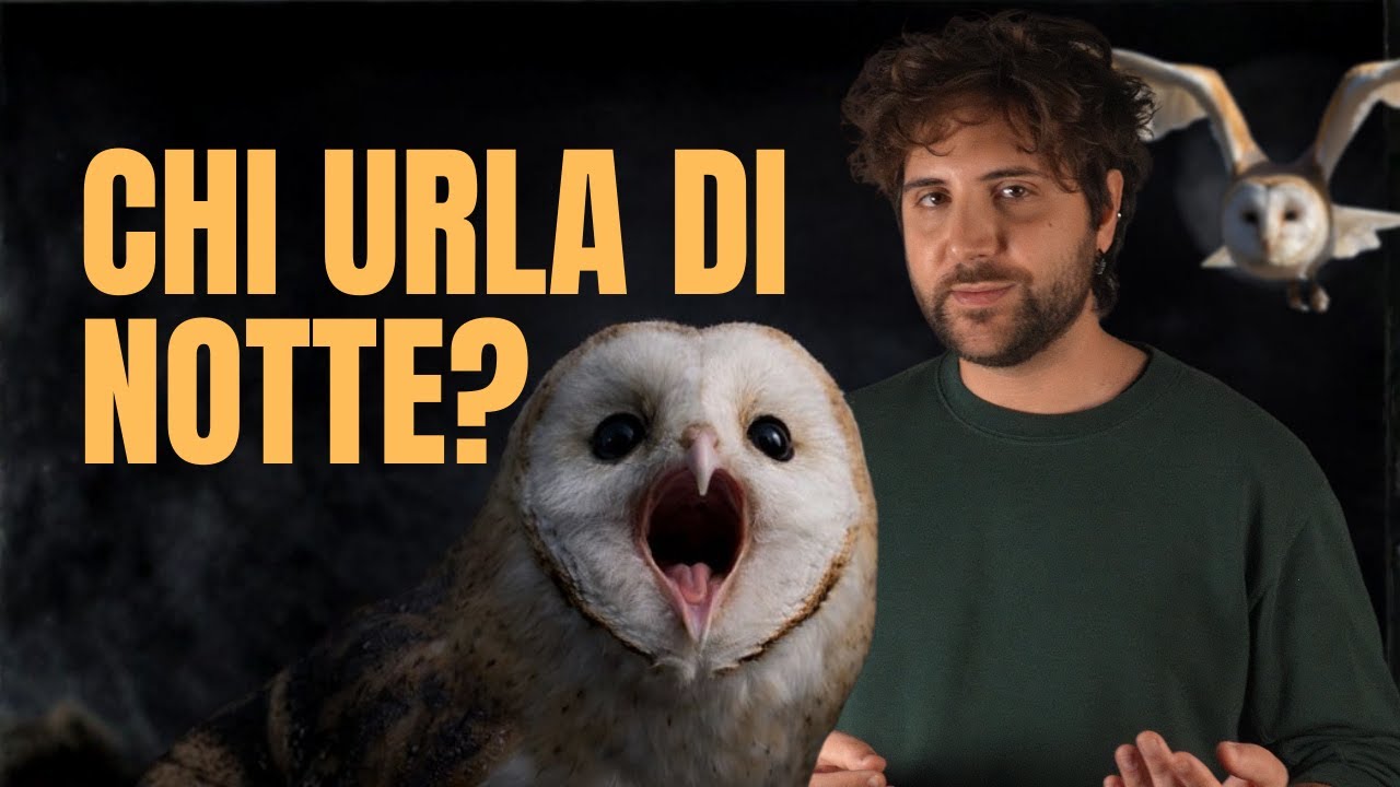 Versi inquietanti di uccelli teneri