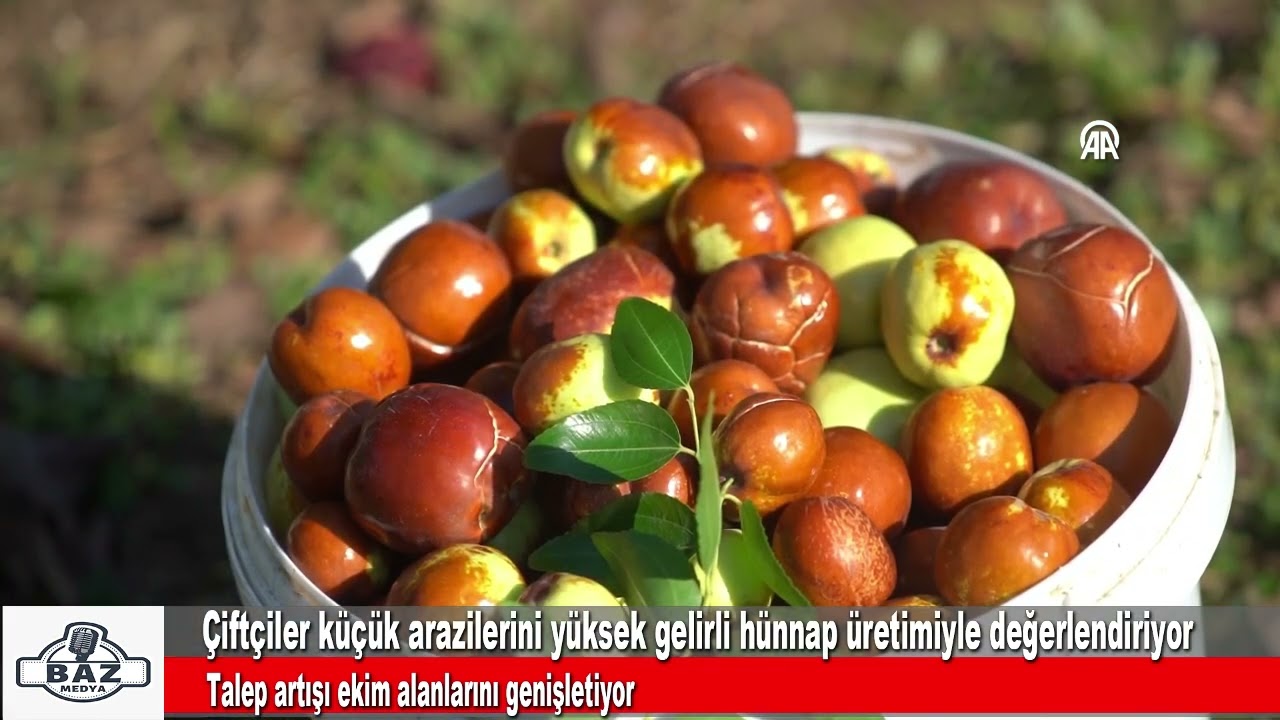 Edirne'de çiftçiler küçük arazilerini yüksek gelirli hünnap üretimiyle değerlendiriyor