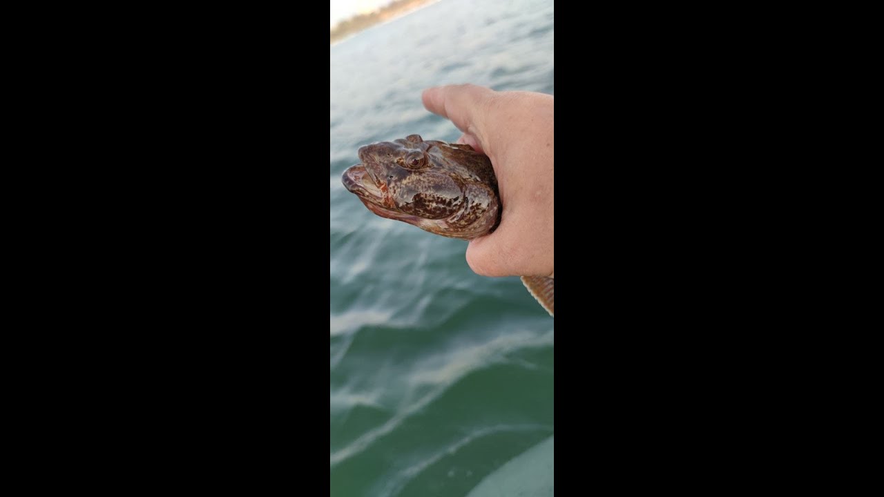 МОРСКАЯ РЫБАЛКА НА БЫЧКА С ЛОДКИ!