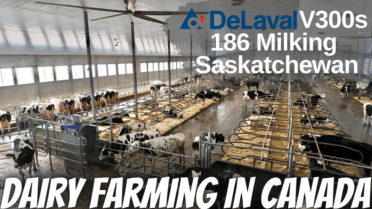 Incredible Robot Milking Facility! Saskatchewan Canada