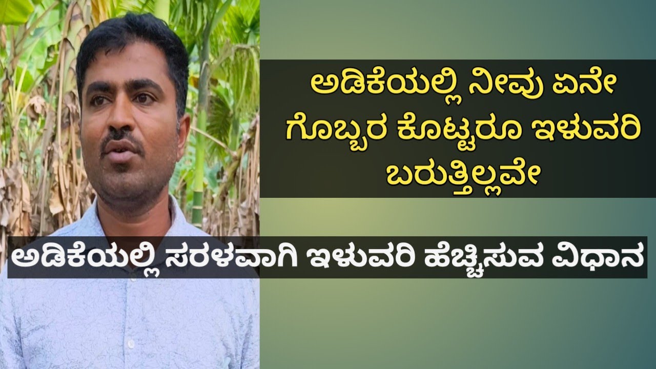 ಅಡಿಕೆಯಲ್ಲಿ ಇಳುವರಿ ಹೆಚ್ಚಿಸುವ ಸುಲಭ ಮಾರ್ಗ.. Nutrient management in Arecanut 