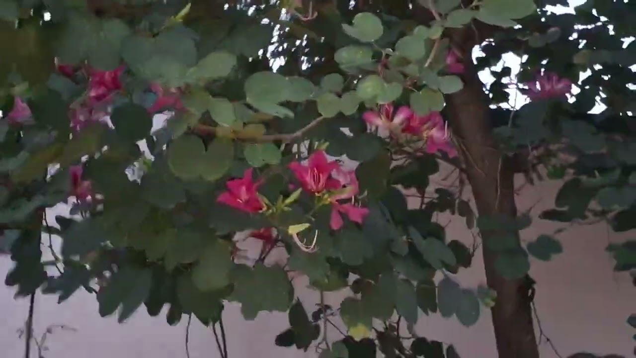Bauhinia Purpurea Fertilized By Poseidon - A Rajinikanth Film Lift Technology 