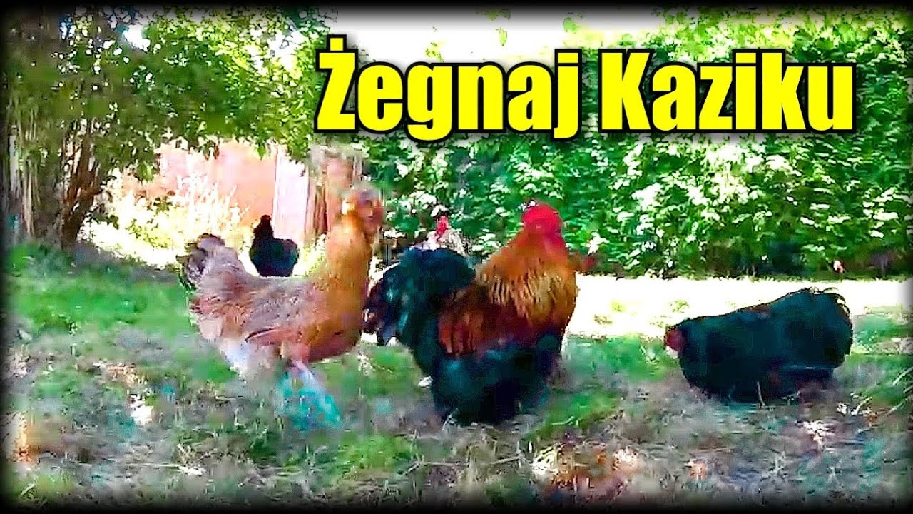 Sposób na kwoki, suszymy zioło, żegnamy Kazika.