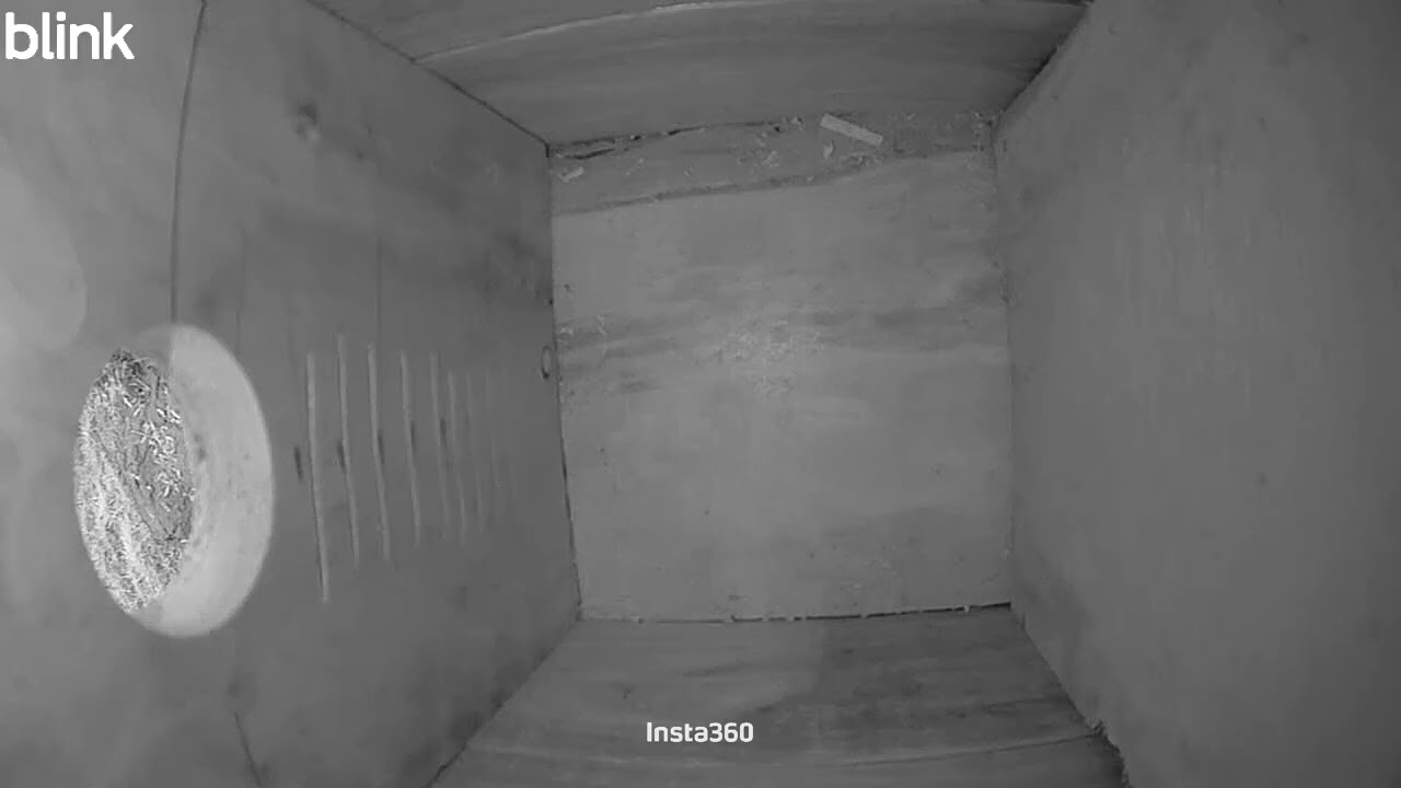 Day 9 - Bird House Nest