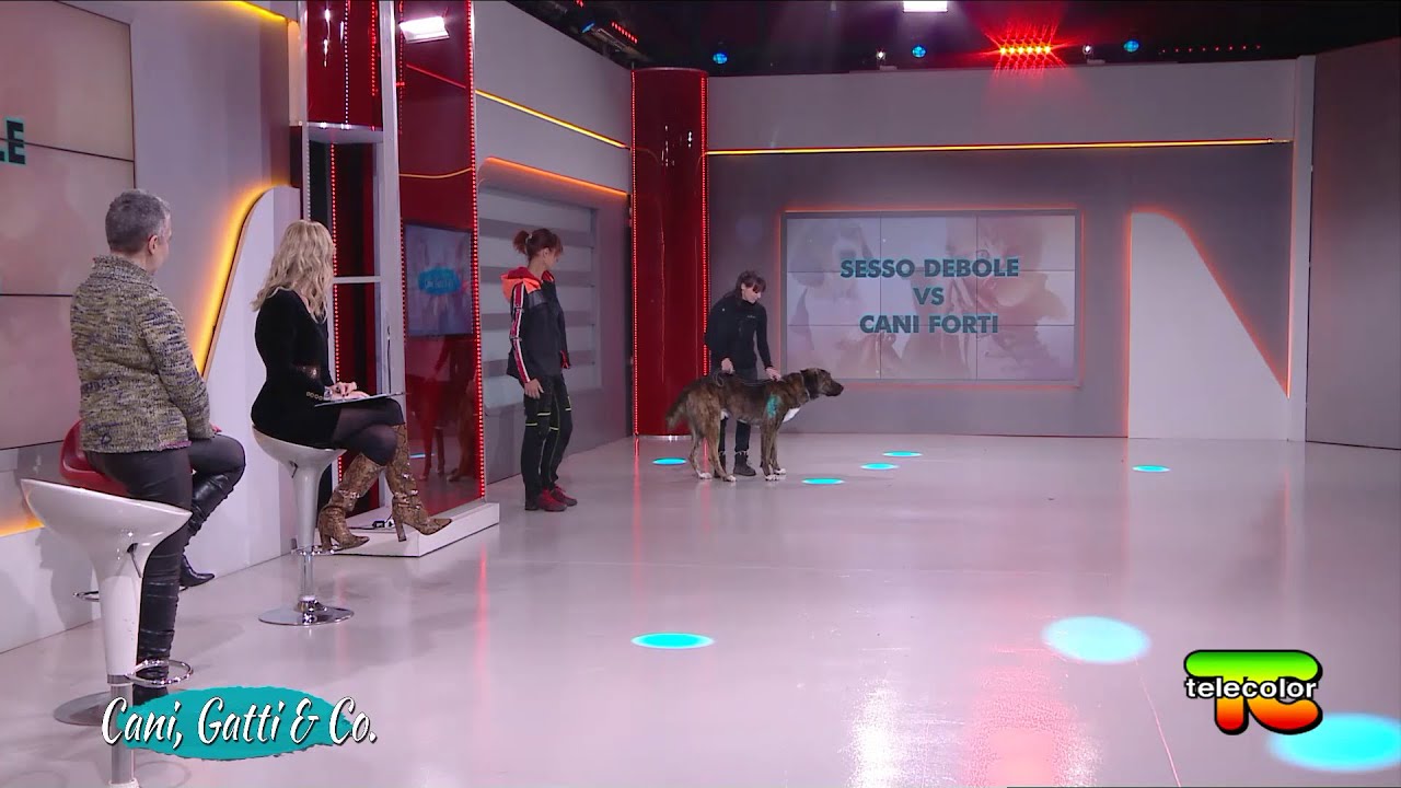Cani, Gatti & Compagnia: la gestione del cane forte da parte della donna 26.12.2022