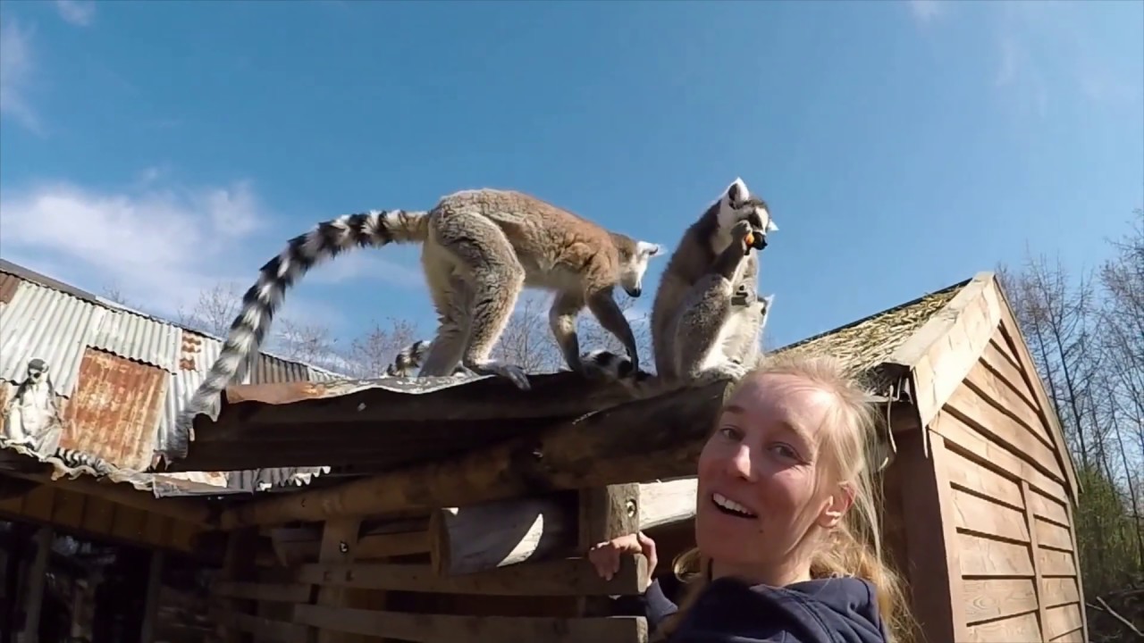 Zoo zit dat! Aflevering 3: wat doen ringstaartmaki's de hele dag?