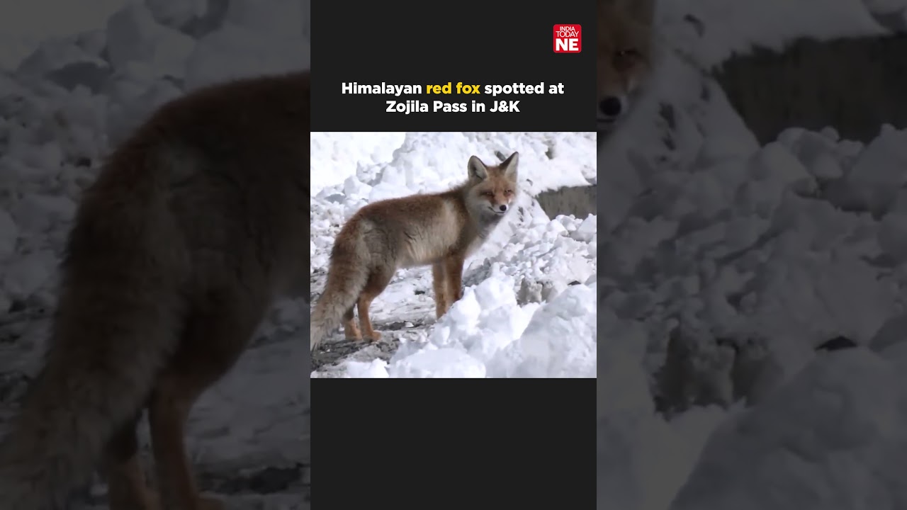 Himalayan red fox spotted at Zojila Pass in Jammu & Kashmir