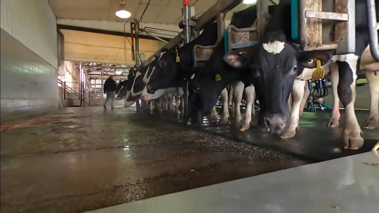 Wisconsin Dairy Farm Tour