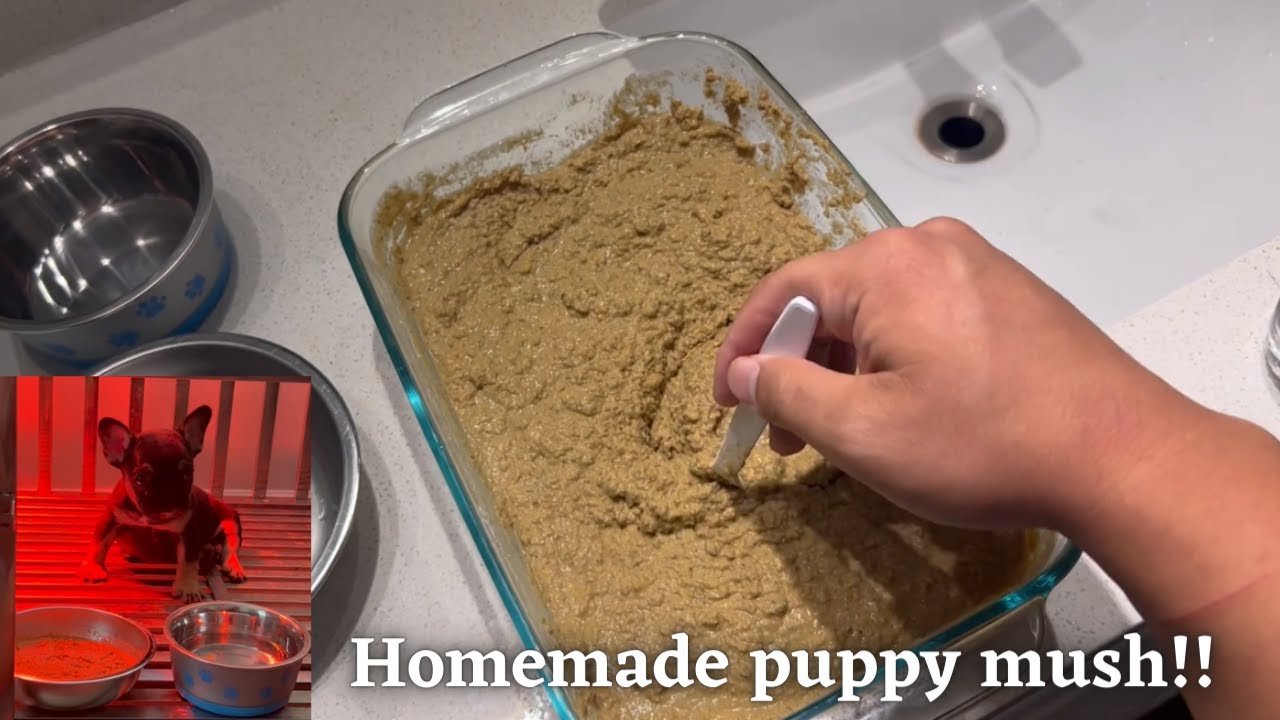 How to make Puppy Mush for Weaning puppies | Matt's Kennels