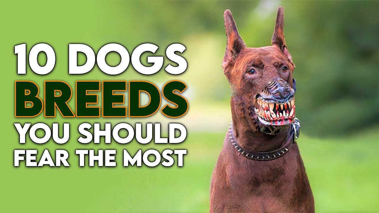 10 Dogs You Should Fear the Most