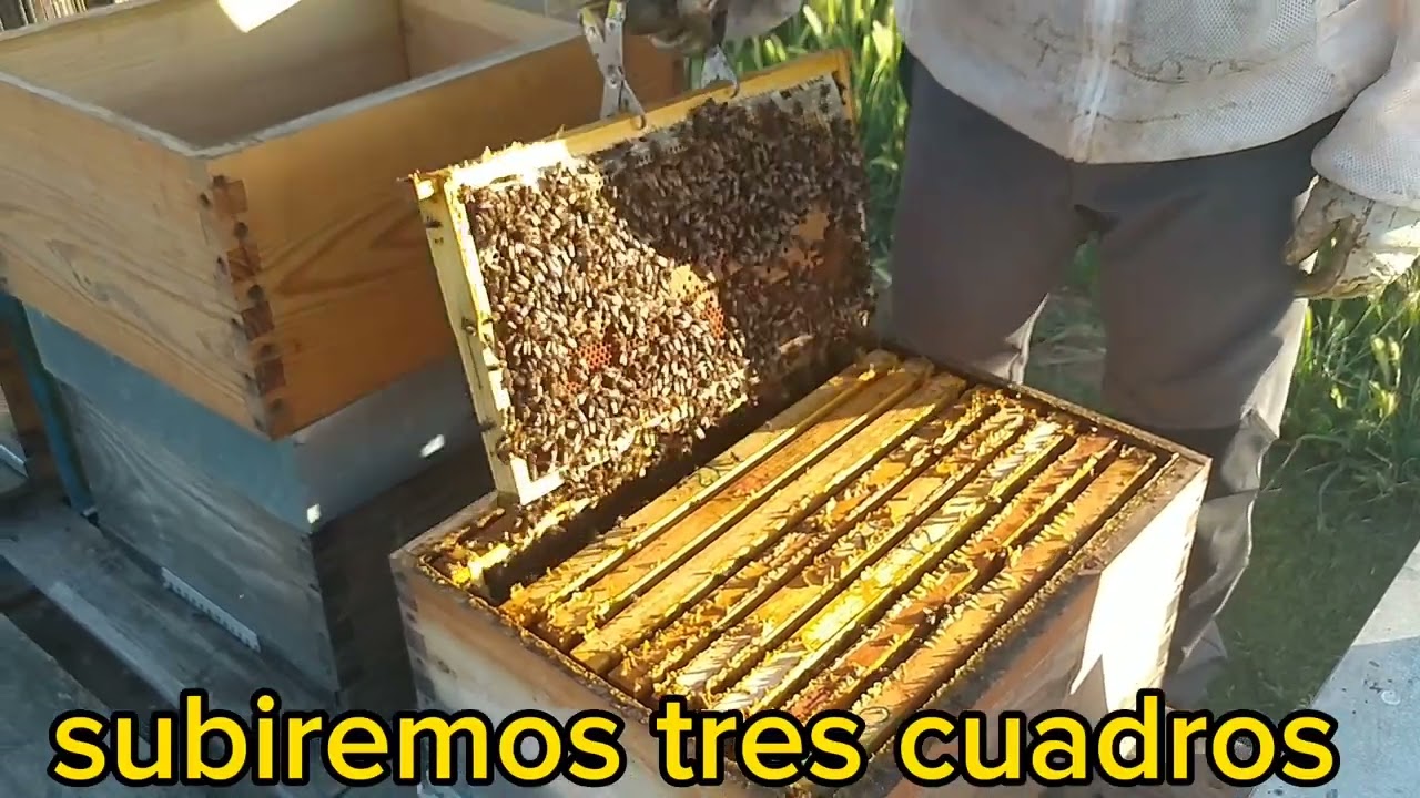 Colocando Alzas para doble cámara de cría