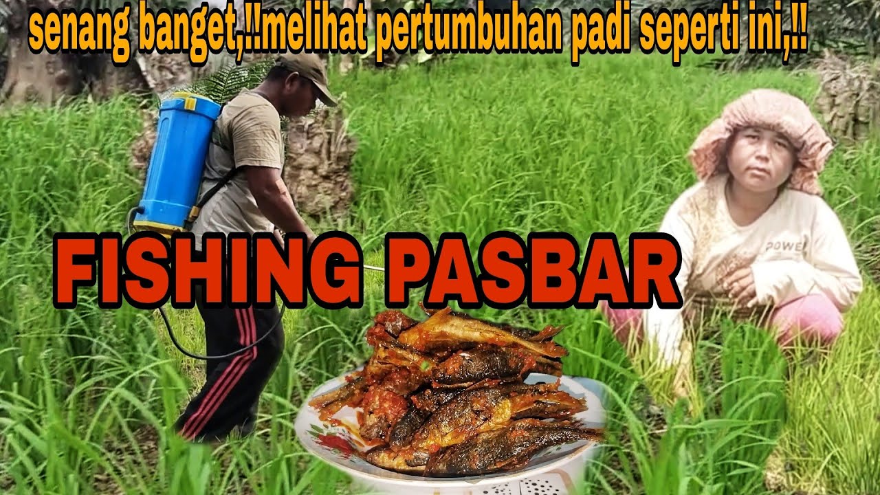 SENANG BANGET,!! NGELIHAT PERTUMBUHAN PADI SEPERTI INI, MASAK MAKAN SAMA KELUARGA,!!!