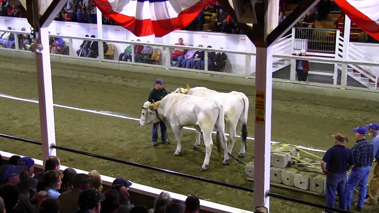 Fryeburg Fair 2013 Ox Pull Video 14
