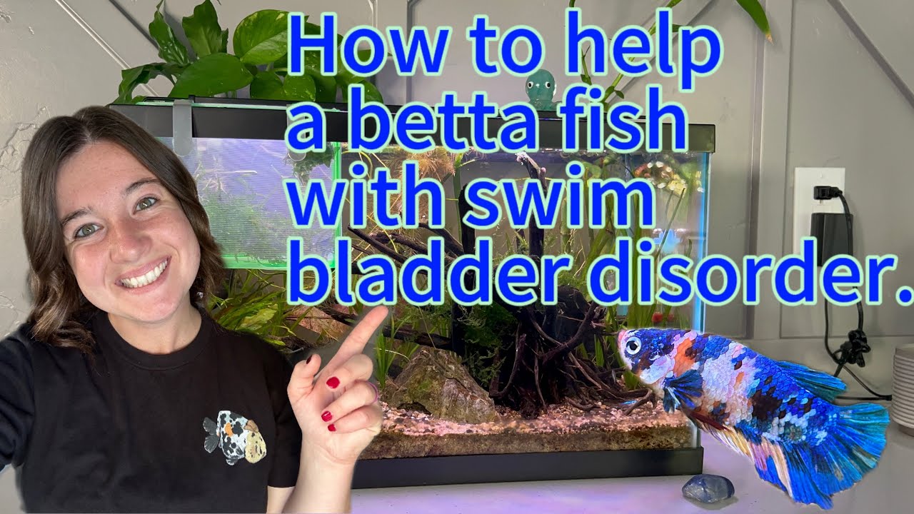 How to cure swim bladder disorder in betta fish.