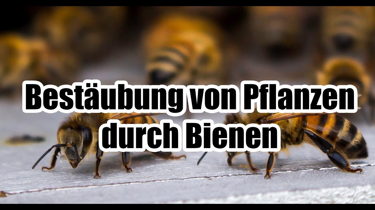 Best&auml;ubung von Pflanzen durch Bienen - F&uuml;r Erwachsene erkl&auml;rt!
