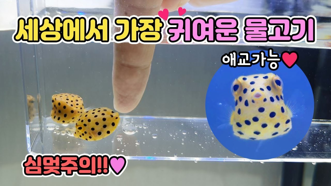☆세젤귀☆네모난 상자모양의 물고기? 이건 키워야해~!!  [TV생물도감]