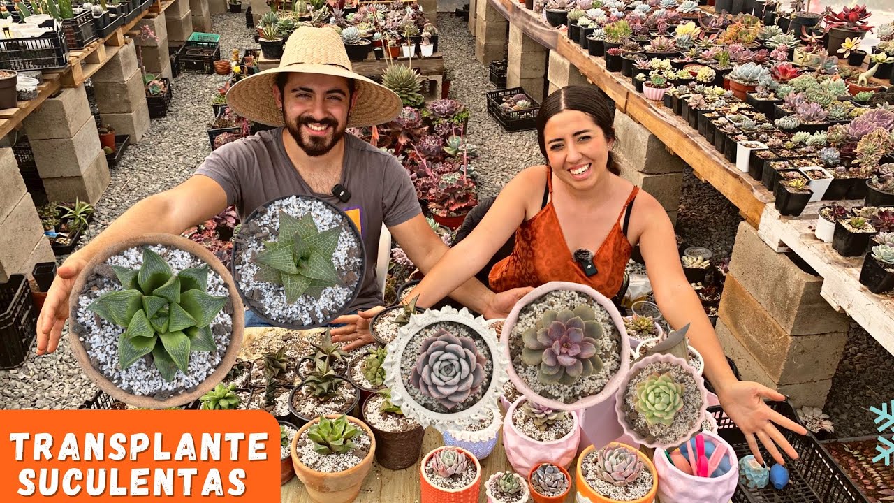TRANSPLANTE MASIVO SUCULENTAS / Vivero suculento